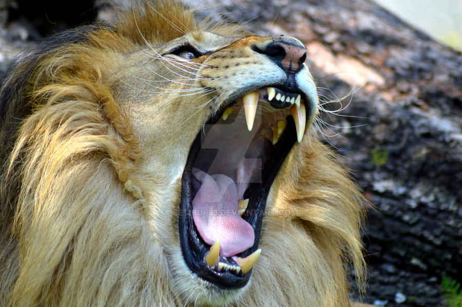Wild Lion Roar By BetiBup33 On DeviantArt wild-lion-roar-by-betibup33-on-deviantart