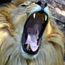 Wild lion roar