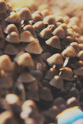 Mushrooms