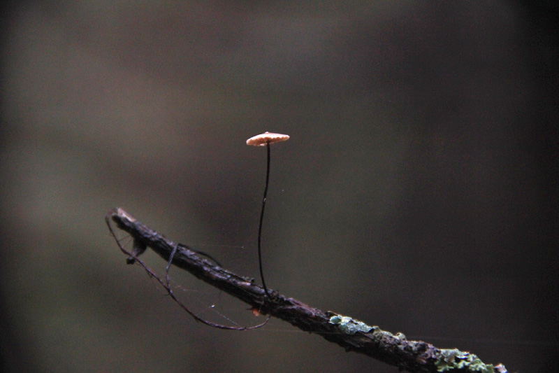 Mushroom on a tree