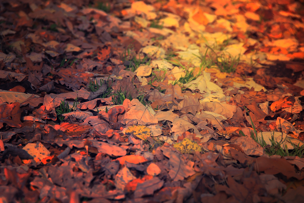 The fallen leaves