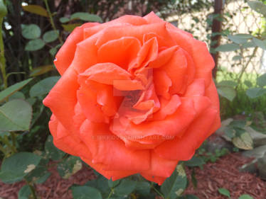 Full Orange Rose