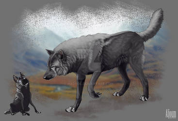 Silver-black wolf adopted (closed)