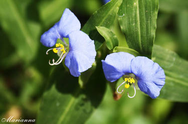 Blue flowers