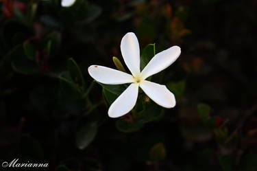 White flower