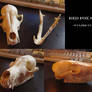 Red Fox Skull