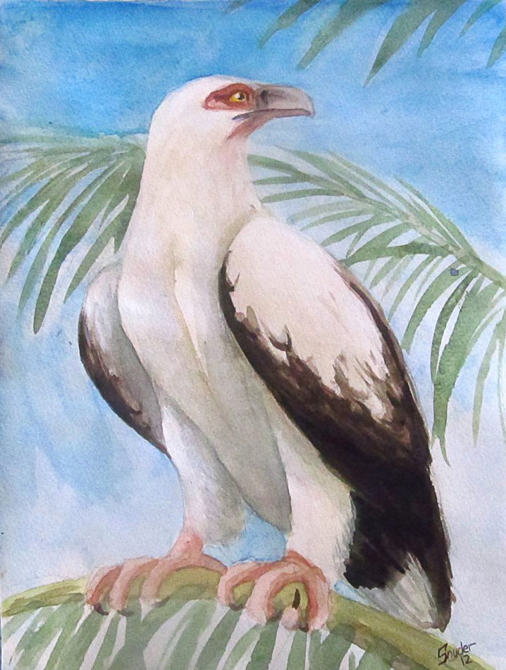 Palm Nut Vulture