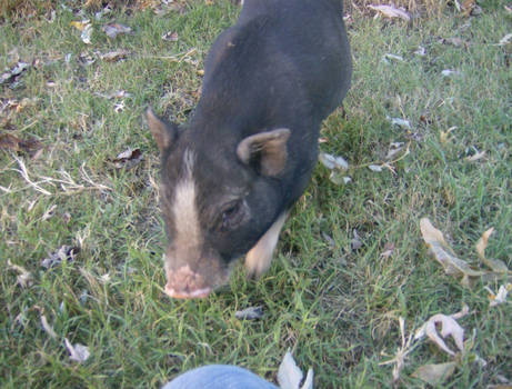 MORE PIG