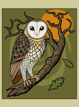 Barn Owl