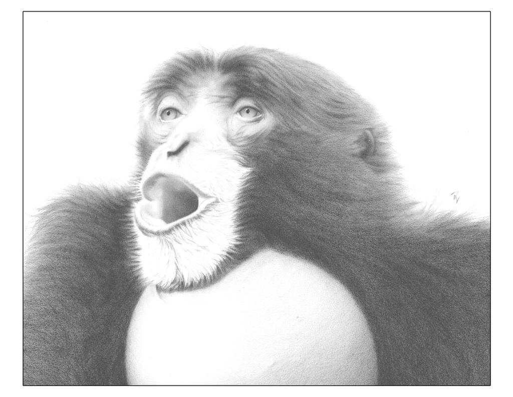 Scan Monkey Crop 8x10 by lifeformart on DeviantArt