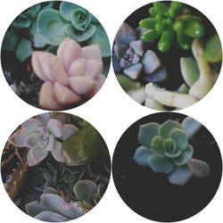 succulents