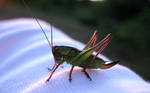 Green Grasshopper by ausrejurke