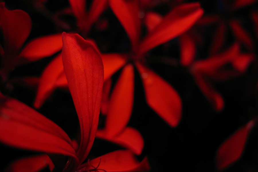 Deep Red