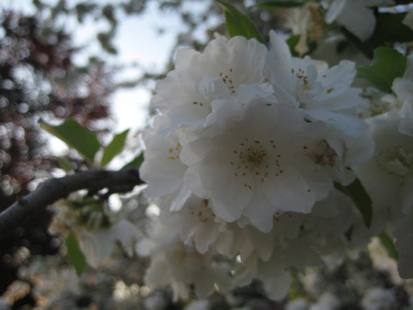 Tree Flower