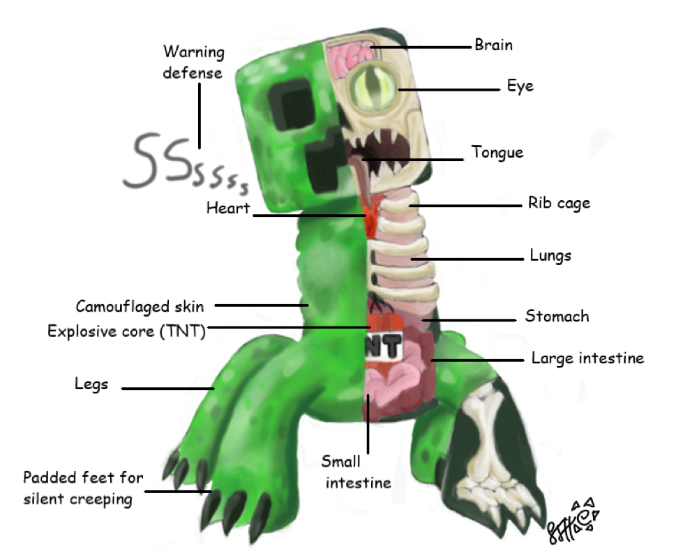 The anatomy of a creeper : r/Minecraft