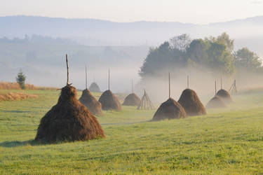 Misty Morning