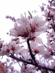 Almond Blossom