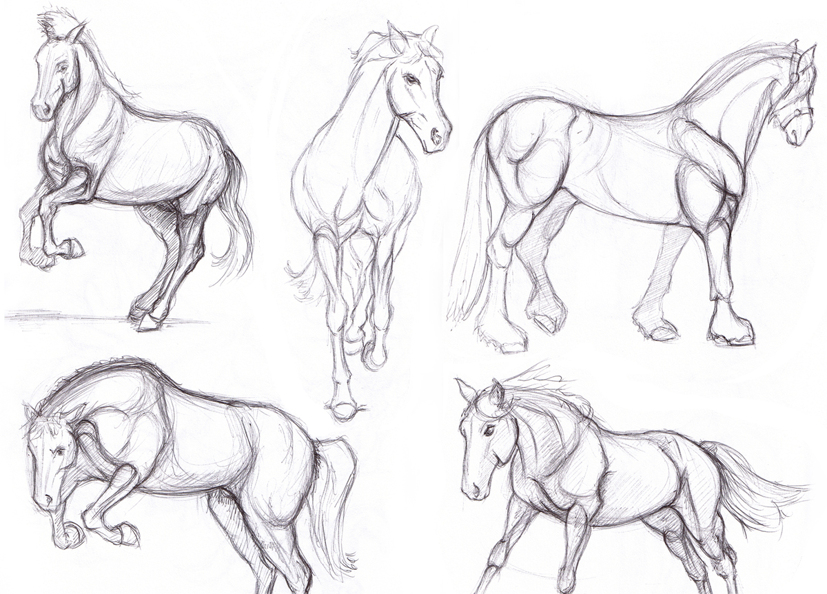 Equine Studies