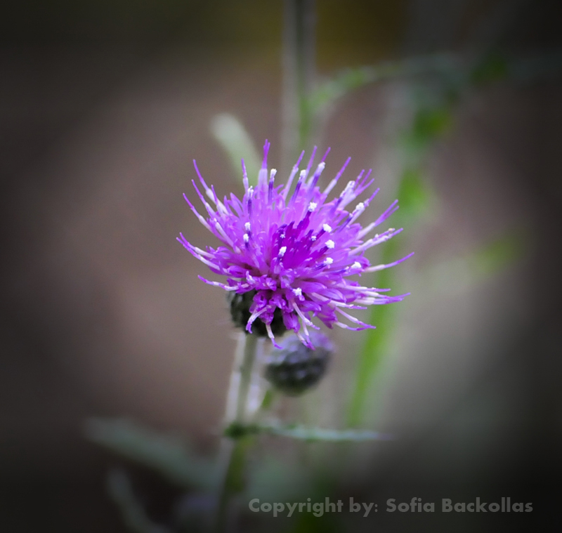 Flower in the wild.