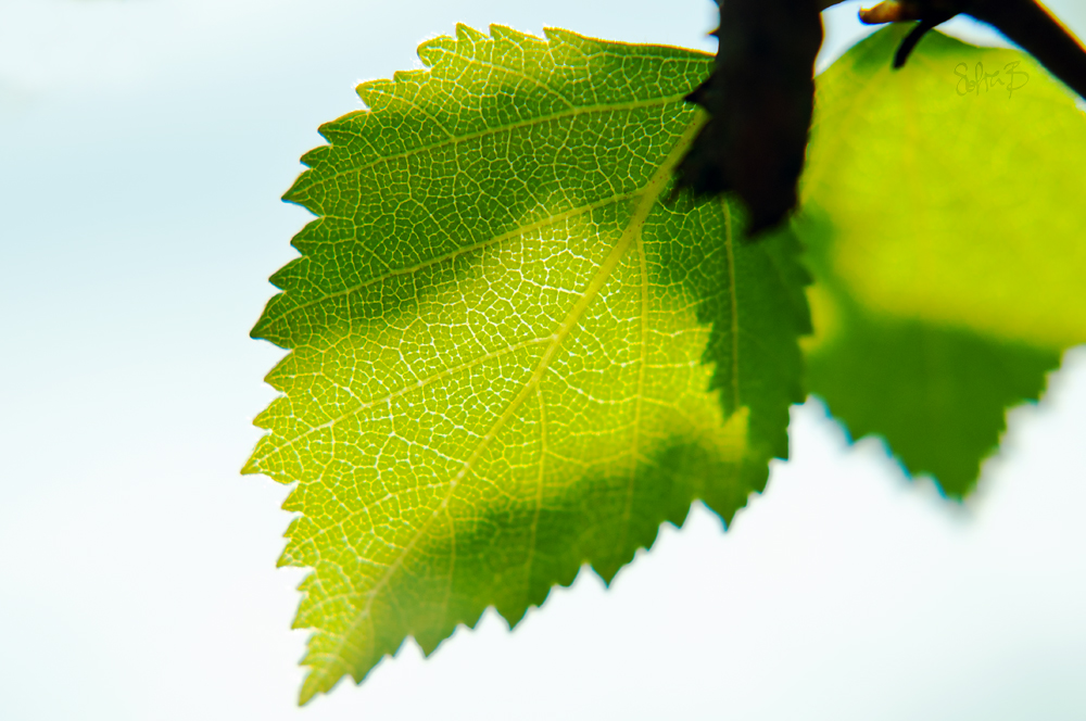 Leaf in the high sky