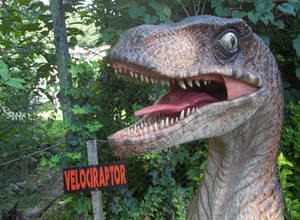 Velociraptor 2