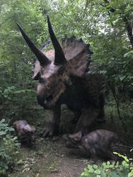 Baby Triceratops Display Done