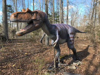 Juvenile Gorgosaurus redux 1