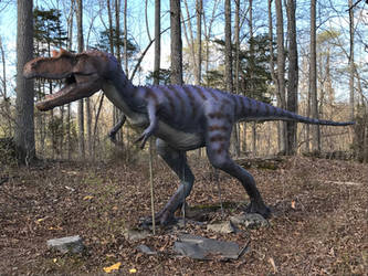 Juvenile Gorgosaurus redux 2