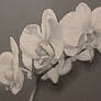 White Orchids (mixed media on canvas)