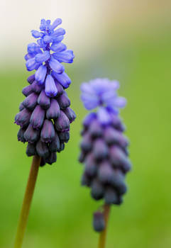 Grape Hyacinth