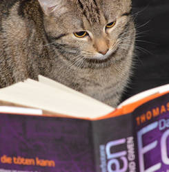 reading cat