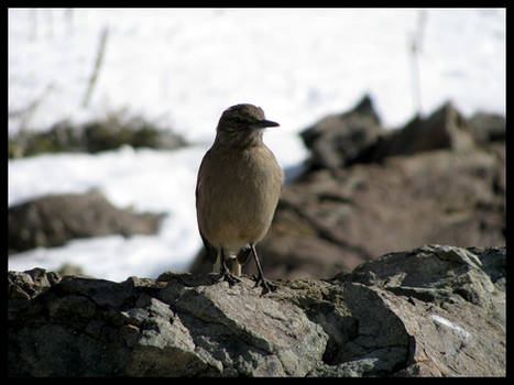 Pajaro de las nieves nevadas