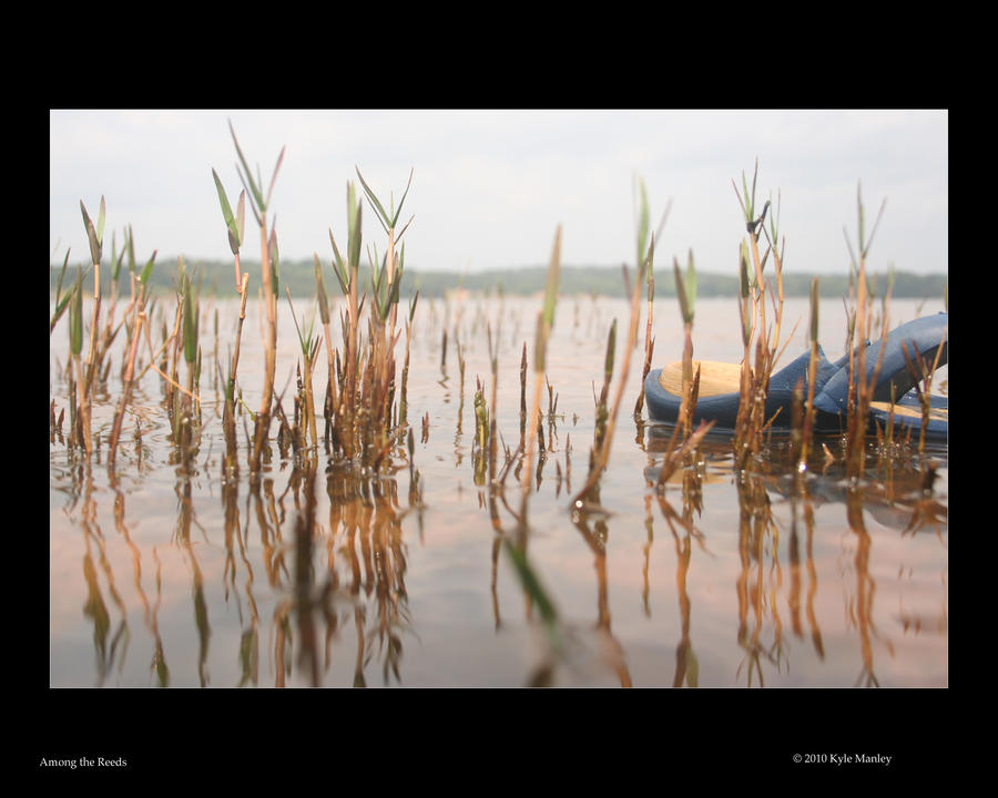 Among the Reeds by chaosreverent on DeviantArt