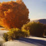 Autumn Splendor at White Sands