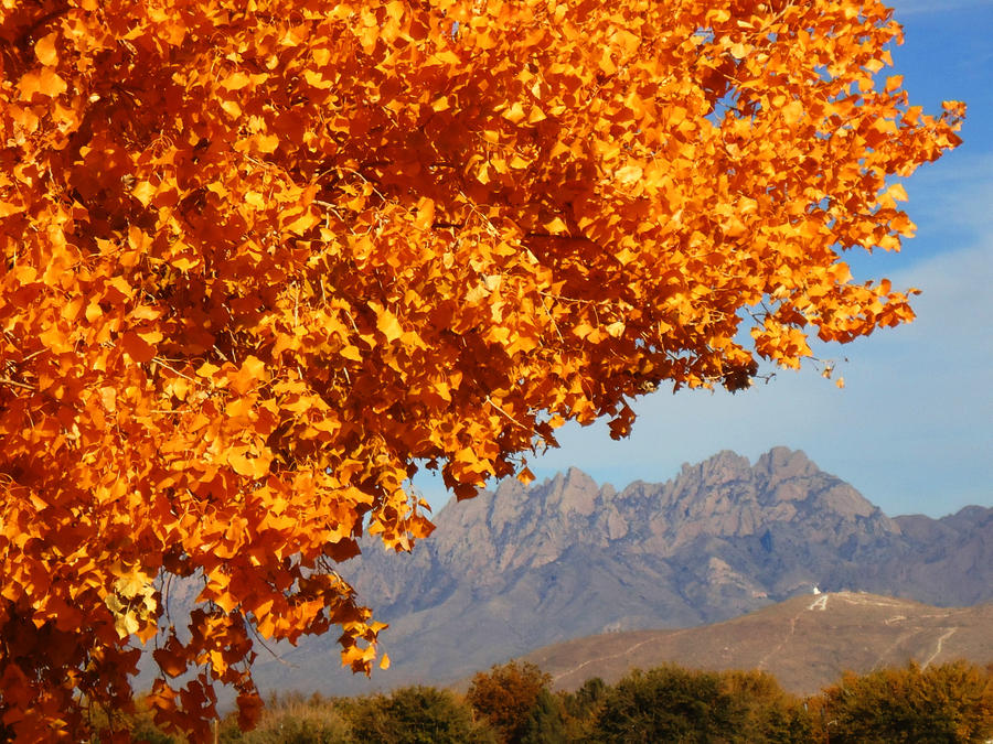 Cottonwood and the Rockies