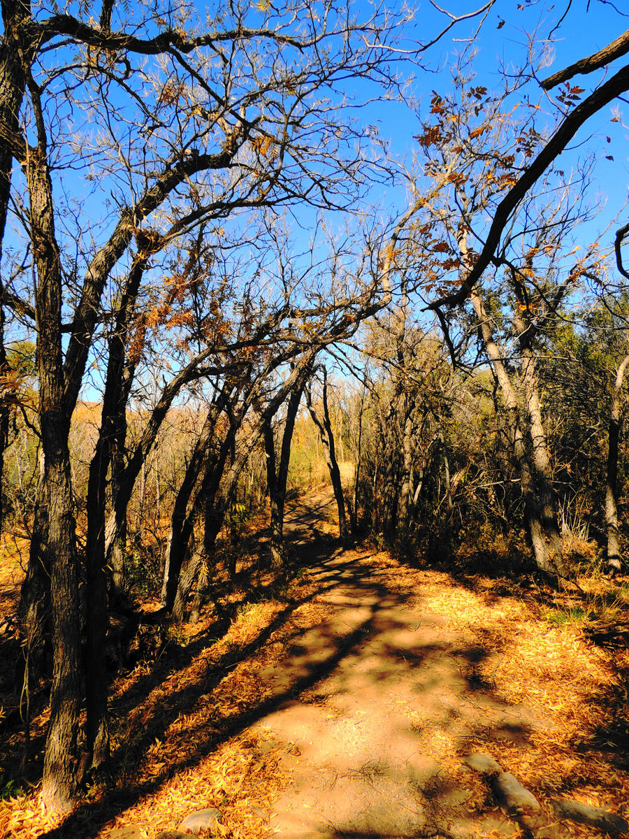 Exploring the Desert Forest