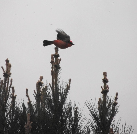 Take Off, Vermillion Fly Catcher Series 6