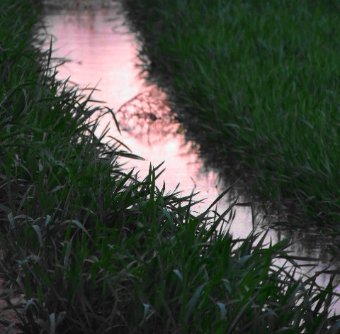 Pink Sunset Shines