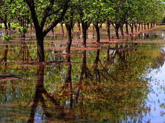 The Pecan Orchard by SharPhotography