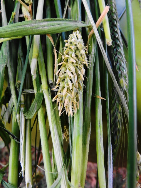 Harvest Day