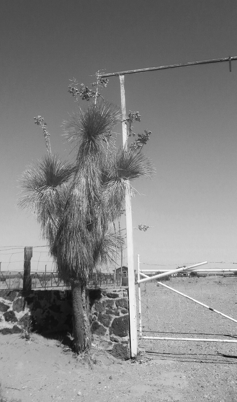 KING of the Desert  The Yucca