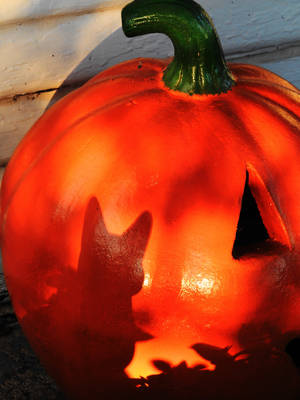 The Cat and the Pumpkin by SharPhotography