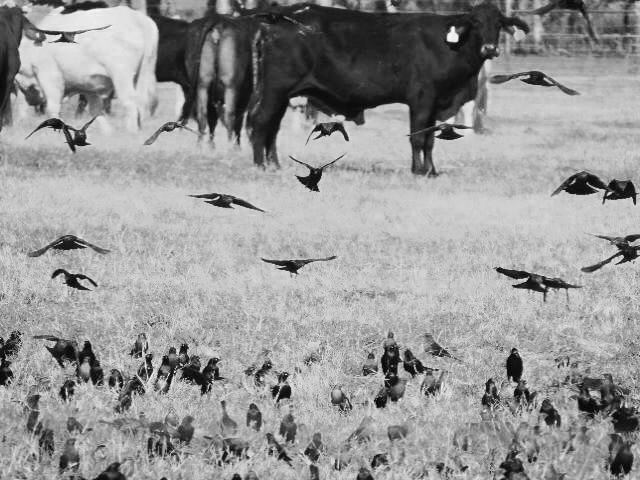 Feast in a Pasture