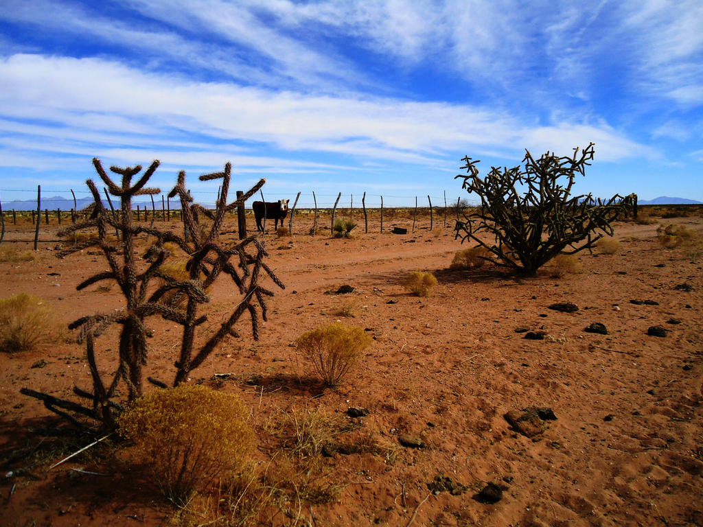 Desert of New Mexico USA