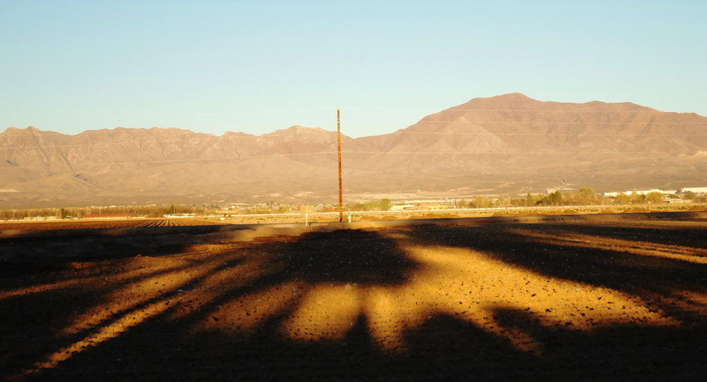 Shadow of a Daisy