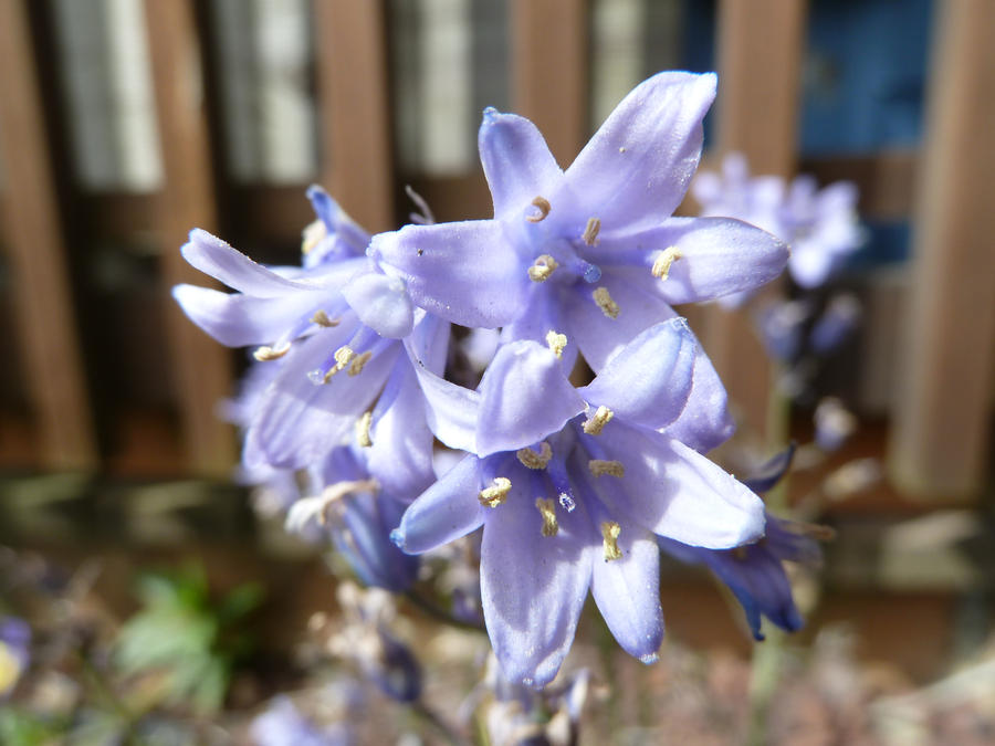 Blue Bells