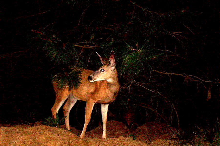 Mule Deer