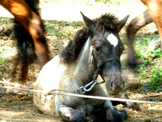 Lonely Foal