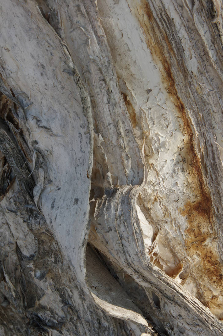 paperbark tree 1 by stosser01 on DeviantArt