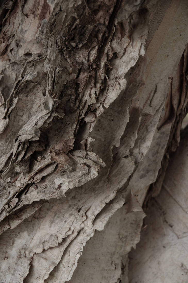 paperbark tree 4 by stosser01 on DeviantArt